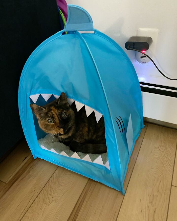 Senior Shelter Cat Defies Odds, Finds Home, And Discovers A Lifetime Of Love