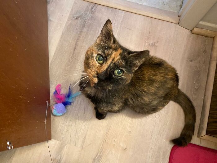 Senior Shelter Cat Defies Odds, Finds Home, And Discovers A Lifetime Of Love