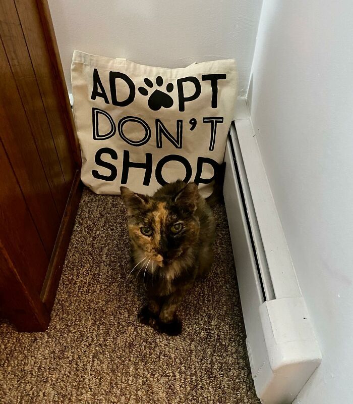 Senior Shelter Cat Defies Odds, Finds Home, And Discovers A Lifetime Of Love