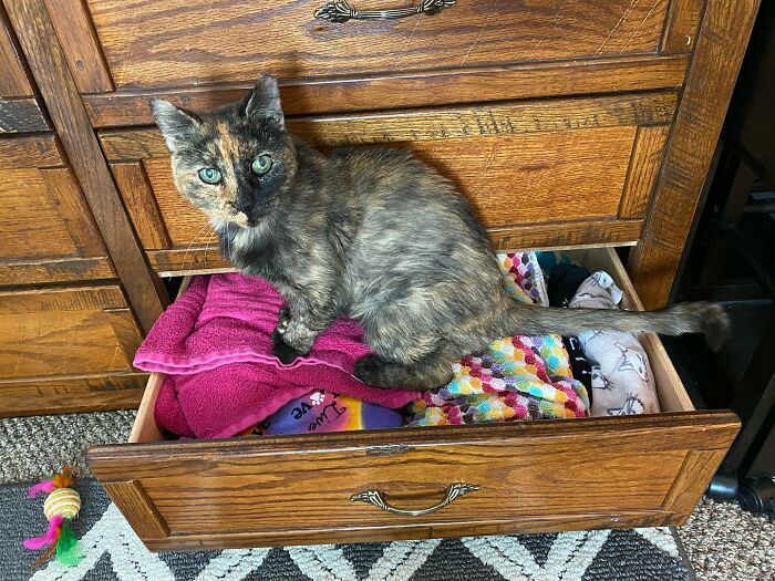 Senior Shelter Cat Defies Odds, Finds Home, And Discovers A Lifetime Of Love