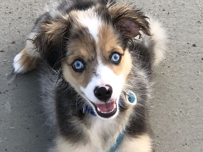 Milo The "Little Monster"