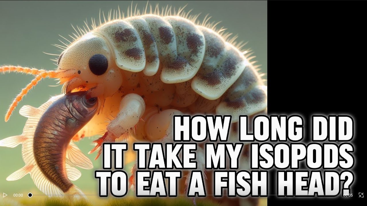 I Have A Fear Of Bugs, But I Keep Isopods As Pets!