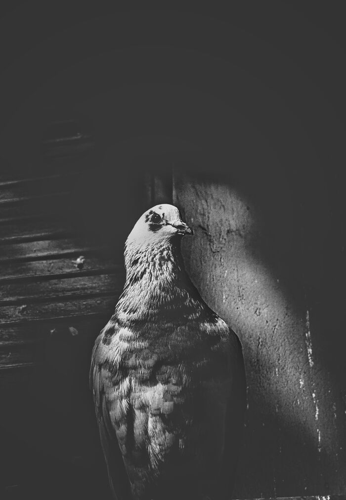 Hattori The Ruthless Mafioso, 1936