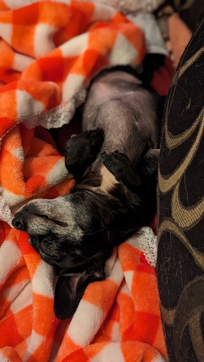 My Little 4 Lb Black Bean (Bb) Neglected And Pregnant At 10 Months Old To Now 3 Years Old Living Her Best Life. Support Your Local Rescues, They Do Good Work