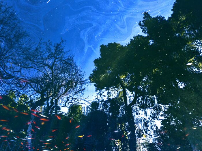 Starry-Ish Night Forest