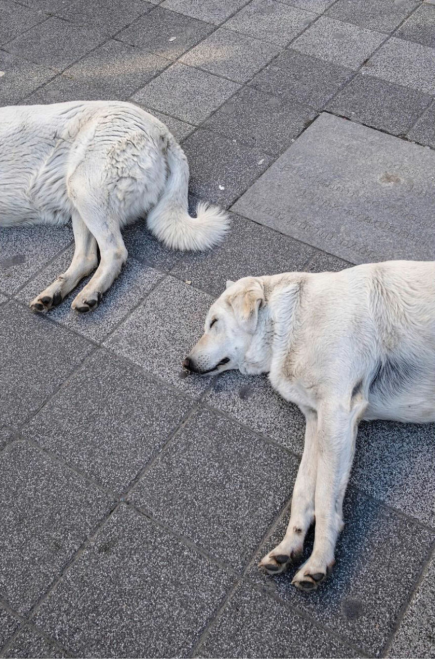 Photographer Serkan Tekin Captures Incredible Coincidences Of Everyday Life On The Streets