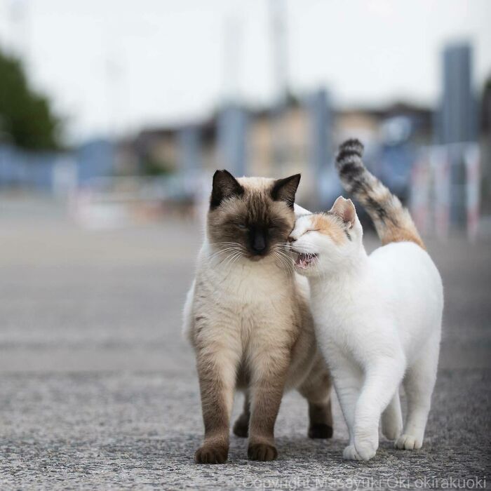 Photographer Records Cats On The Streets Proving That Felines Really Are The Kings Of The World (New Pics)
