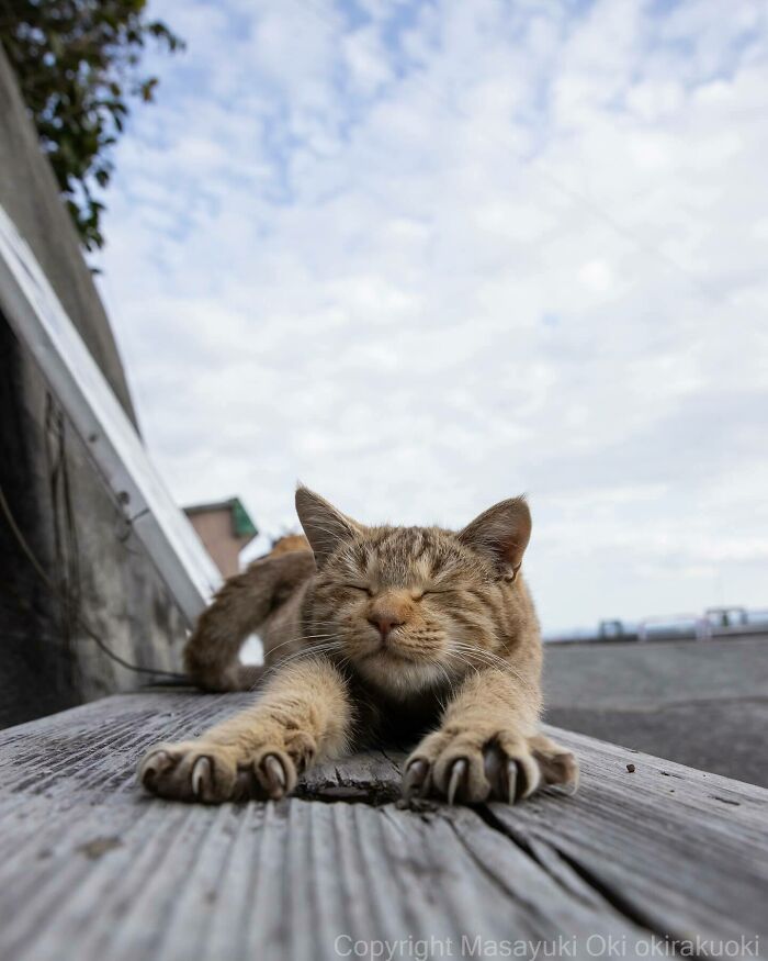 Photographer Records Cats On The Streets Proving That Felines Really Are The Kings Of The World (New Pics)