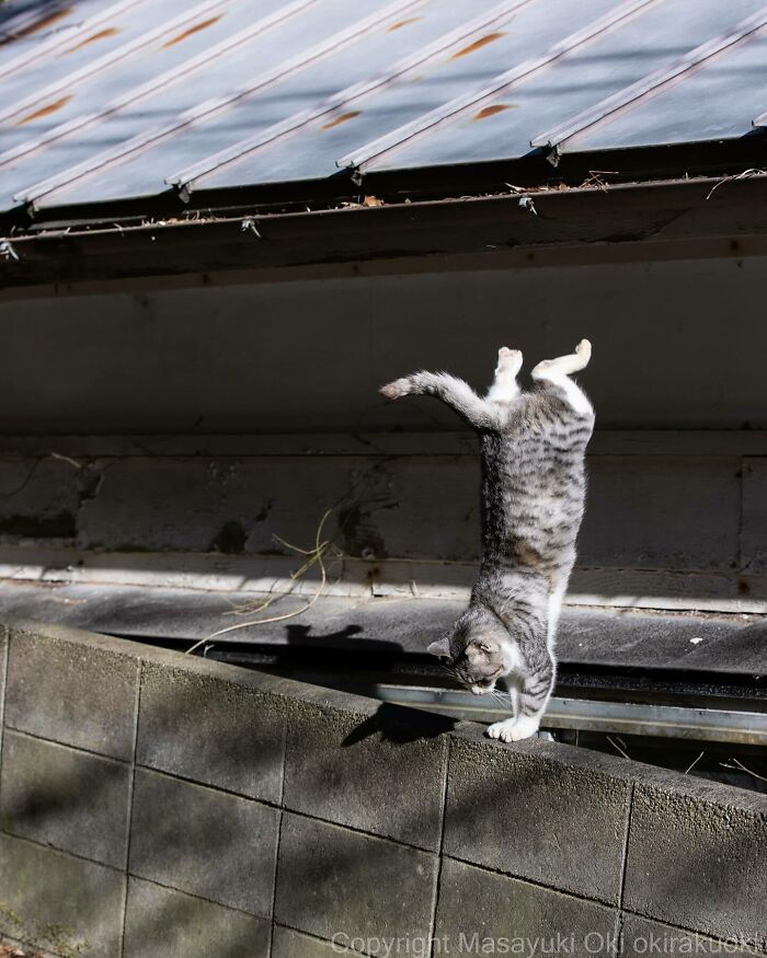 Photographer Records Cats On The Streets Proving That Felines Really Are The Kings Of The World (New Pics)