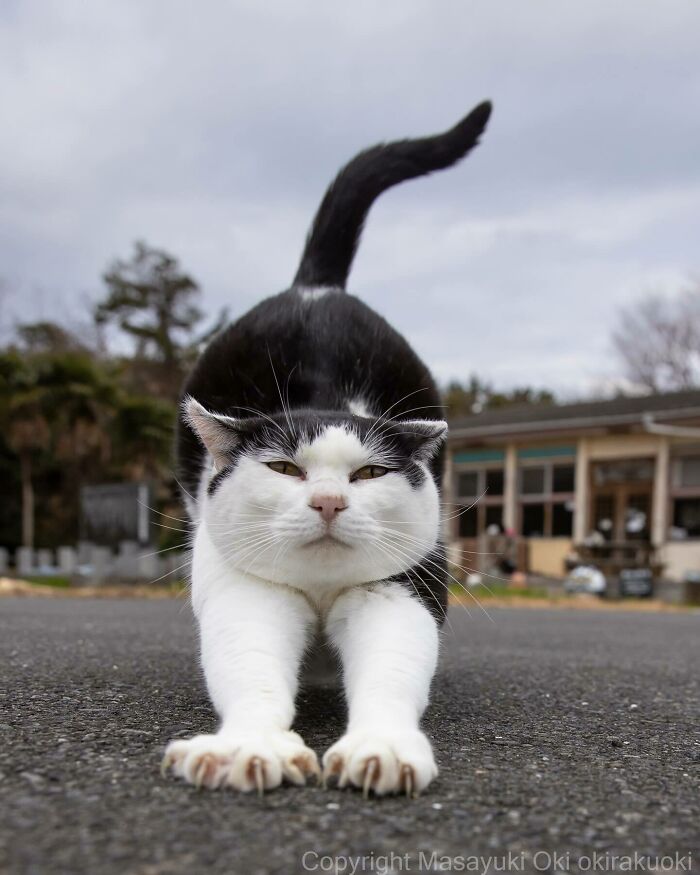 Photographer Records Cats On The Streets Proving That Felines Really Are The Kings Of The World (New Pics)