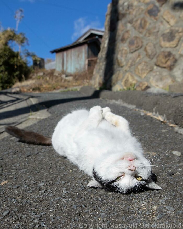 Photographer Records Cats On The Streets Proving That Felines Really Are The Kings Of The World (New Pics)