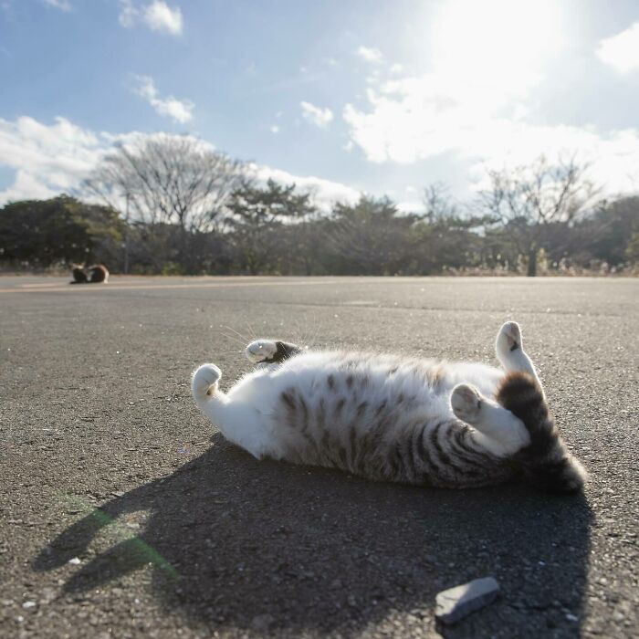 Photographer Records Cats On The Streets Proving That Felines Really Are The Kings Of The World (New Pics)