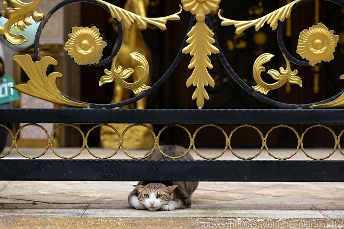 Photographer Records Cats On The Streets Proving That Felines Really Are The Kings Of The World (New Pics)