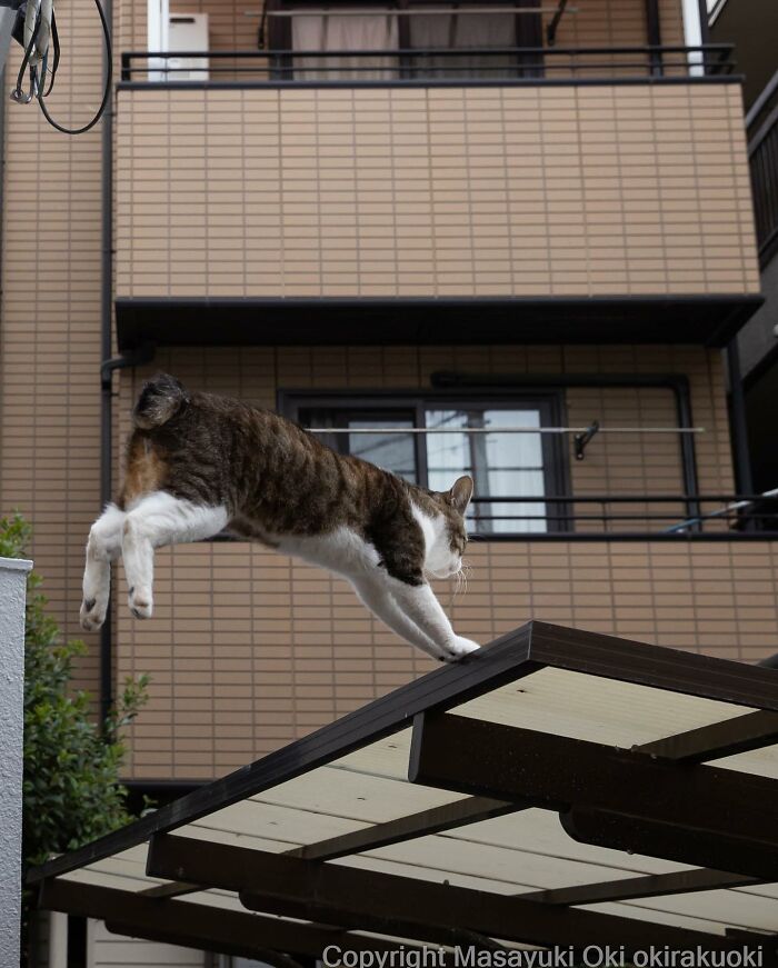 Photographer Records Cats On The Streets Proving That Felines Really Are The Kings Of The World (New Pics)