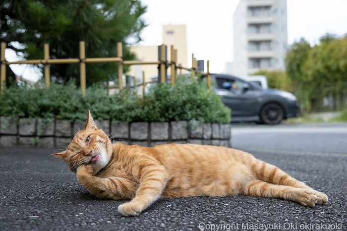 Photographer Records Cats On The Streets Proving That Felines Really Are The Kings Of The World (New Pics)