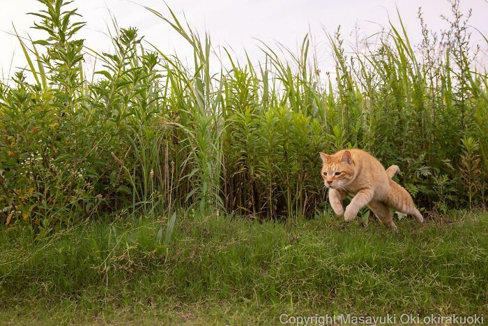 Photographer Records Cats On The Streets Proving That Felines Really Are The Kings Of The World (New Pics)
