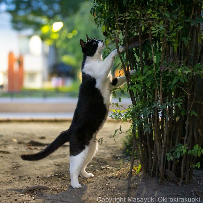 Photographer Records Cats On The Streets Proving That Felines Really Are The Kings Of The World (New Pics)