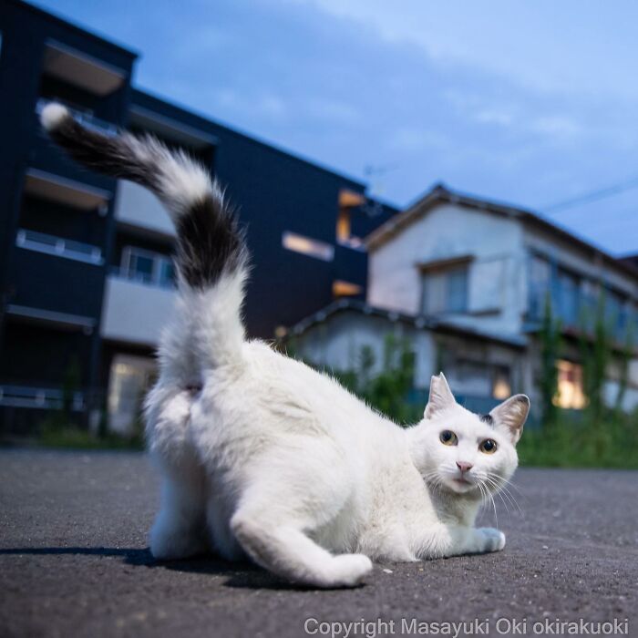 Photographer Records Cats On The Streets Proving That Felines Really Are The Kings Of The World (New Pics)