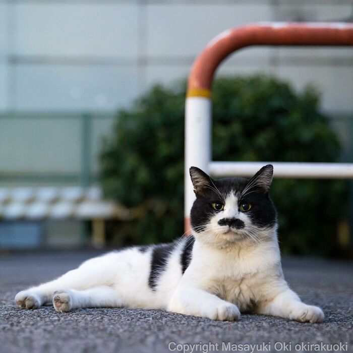 Photographer Records Cats On The Streets Proving That Felines Really Are The Kings Of The World (New Pics)