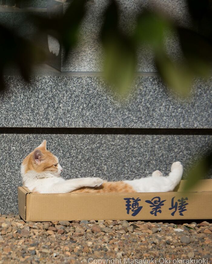 Photographer Records Cats On The Streets Proving That Felines Really Are The Kings Of The World (New Pics)