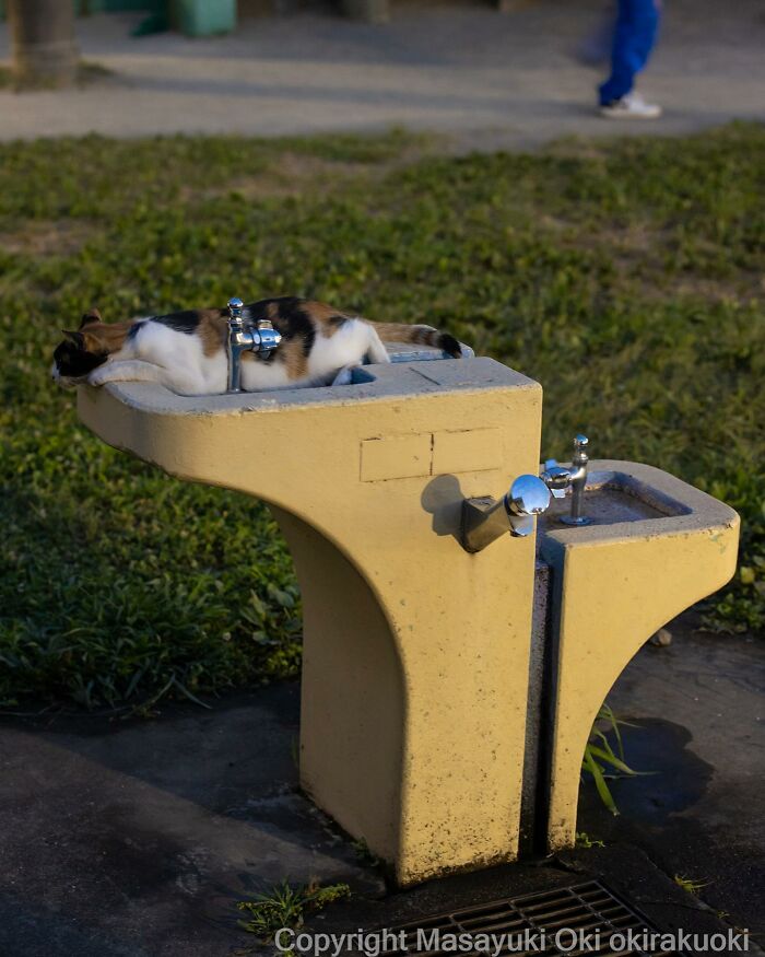 Photographer Records Cats On The Streets Proving That Felines Really Are The Kings Of The World (New Pics)