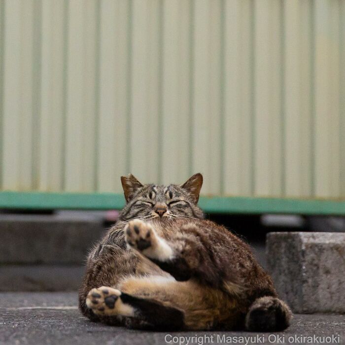 Photographer Records Cats On The Streets Proving That Felines Really Are The Kings Of The World (New Pics)