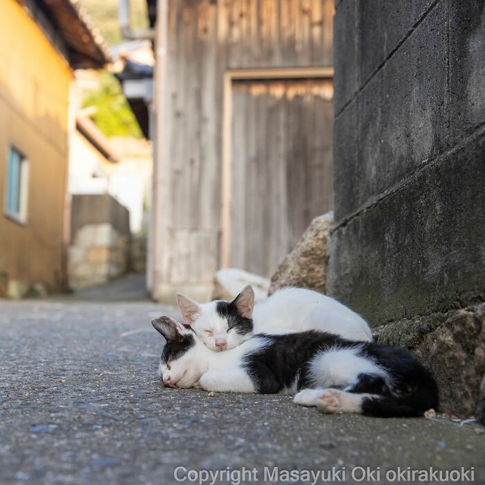 Photographer Records Cats On The Streets Proving That Felines Really Are The Kings Of The World (New Pics)