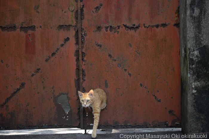 Photographer Records Cats On The Streets Proving That Felines Really Are The Kings Of The World (New Pics)