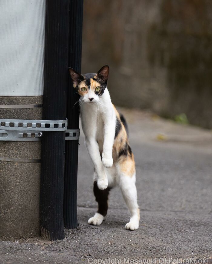 Photographer Records Cats On The Streets Proving That Felines Really Are The Kings Of The World (New Pics)