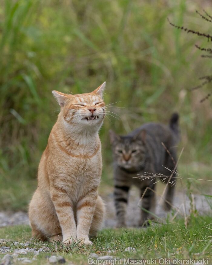 Photographer Records Cats On The Streets Proving That Felines Really Are The Kings Of The World (New Pics)