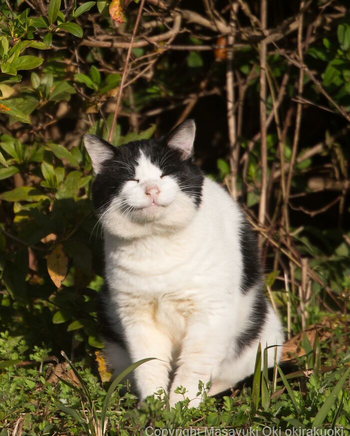 Photographer Records Cats On The Streets Proving That Felines Really Are The Kings Of The World (New Pics)