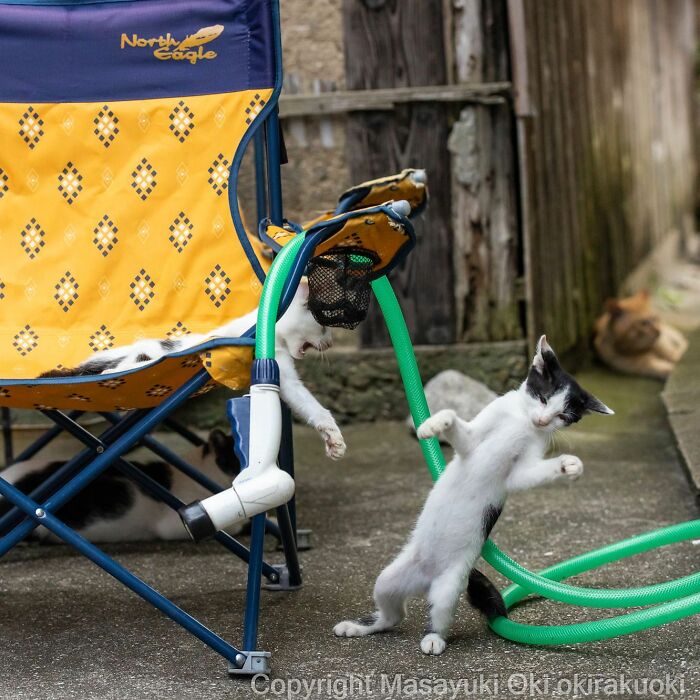 Photographer Records Cats On The Streets Proving That Felines Really Are The Kings Of The World (New Pics)