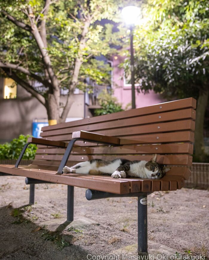 Photographer Records Cats On The Streets Proving That Felines Really Are The Kings Of The World (New Pics)