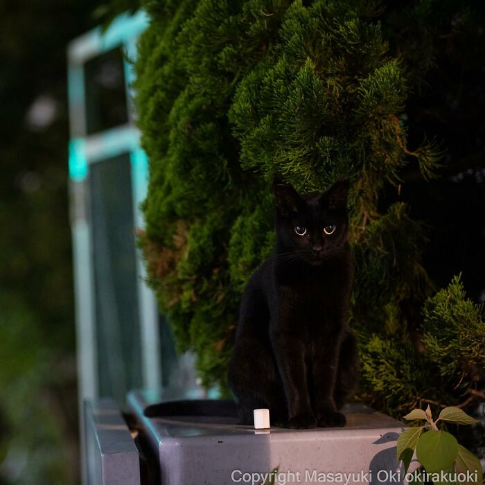 Photographer Records Cats On The Streets Proving That Felines Really Are The Kings Of The World (New Pics)