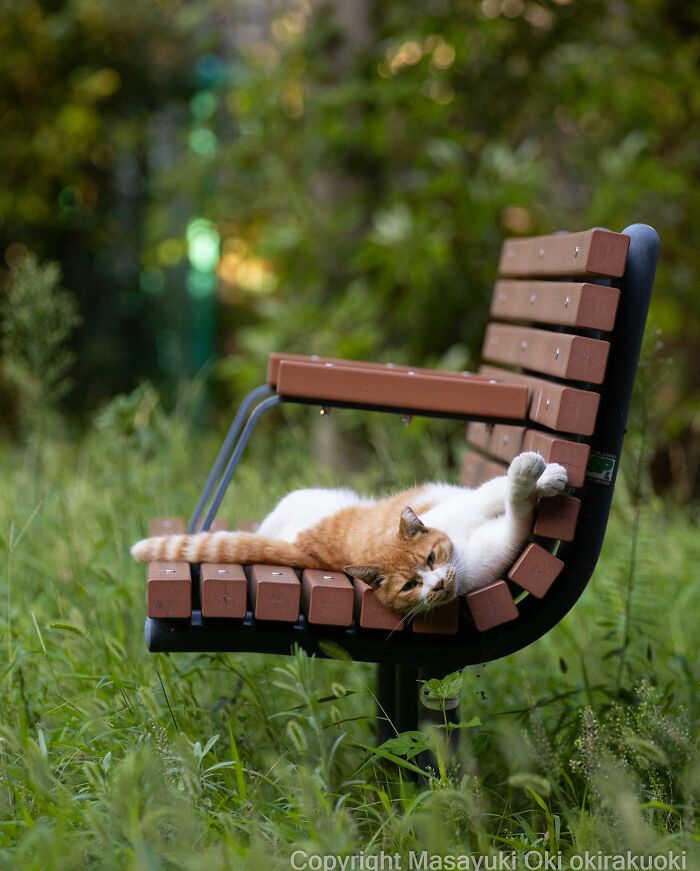 Photographer Records Cats On The Streets Proving That Felines Really Are The Kings Of The World (New Pics)