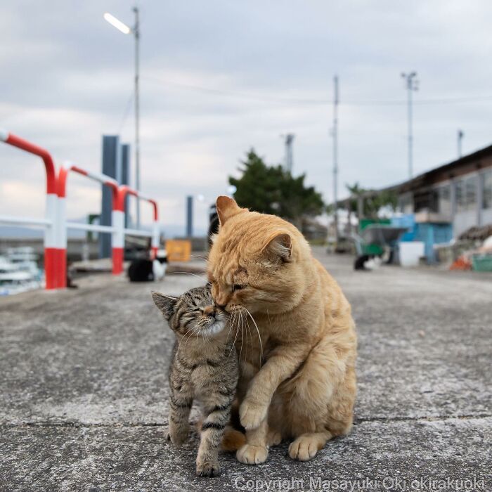 Photographer Records Cats On The Streets Proving That Felines Really Are The Kings Of The World (New Pics)