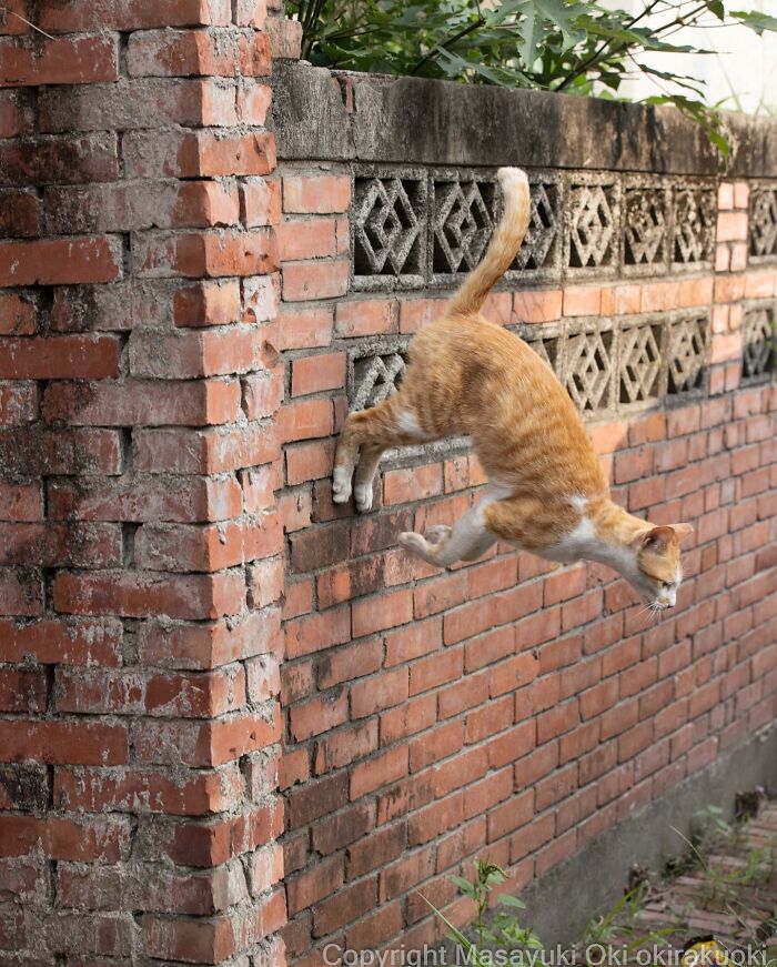 Photographer Records Cats On The Streets Proving That Felines Really Are The Kings Of The World (New Pics)