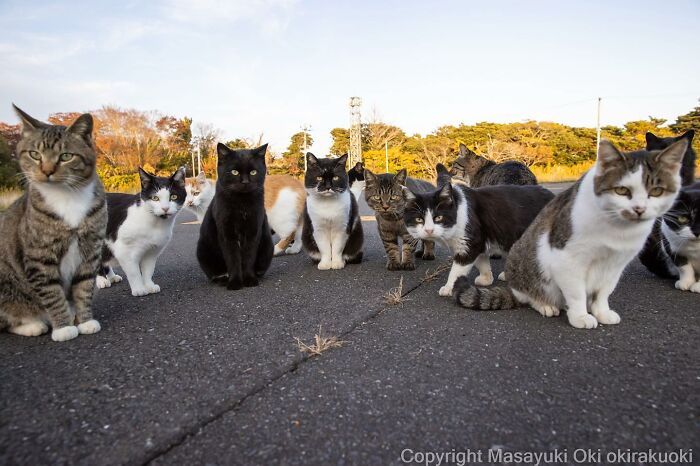 Photographer Records Cats On The Streets Proving That Felines Really Are The Kings Of The World (New Pics)