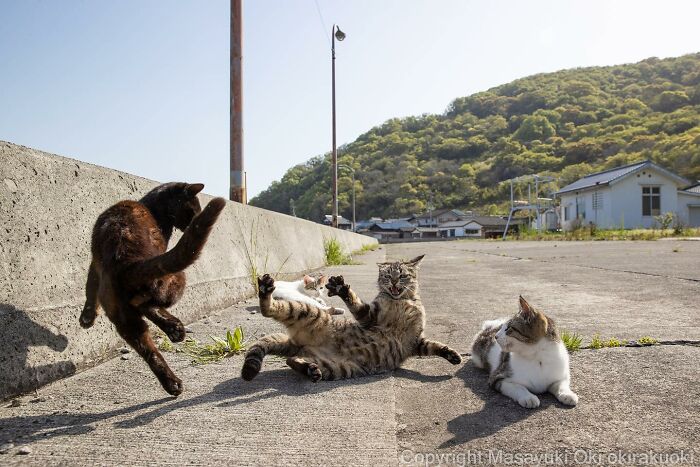 Photographer Records Cats On The Streets Proving That Felines Really Are The Kings Of The World (New Pics)