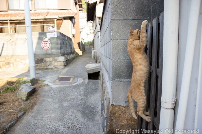 Photographer Records Cats On The Streets Proving That Felines Really Are The Kings Of The World (New Pics)