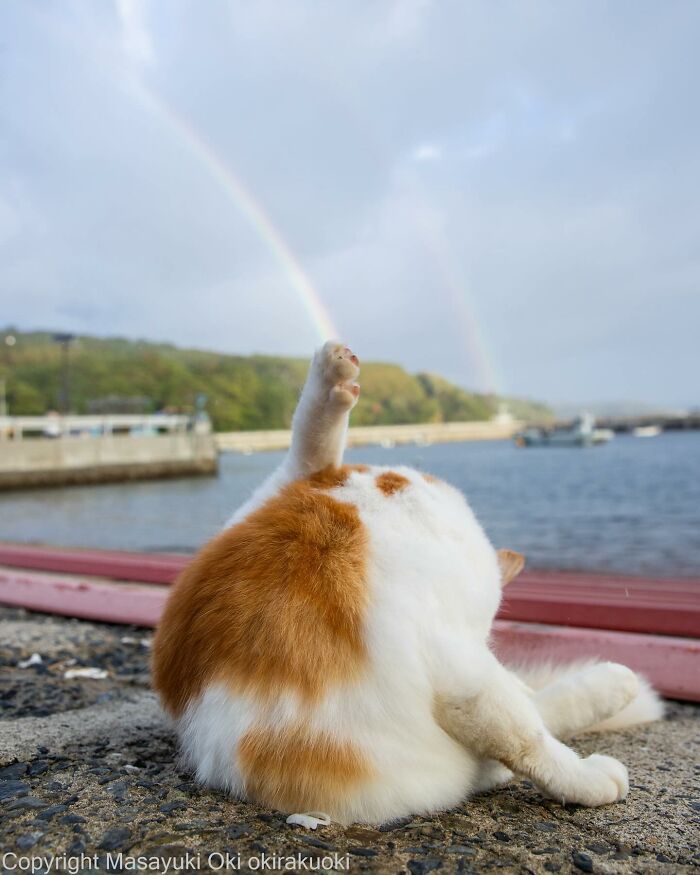 Photographer Records Cats On The Streets Proving That Felines Really Are The Kings Of The World (New Pics)