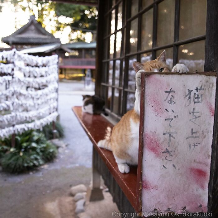 Photographer Records Cats On The Streets Proving That Felines Really Are The Kings Of The World (New Pics)