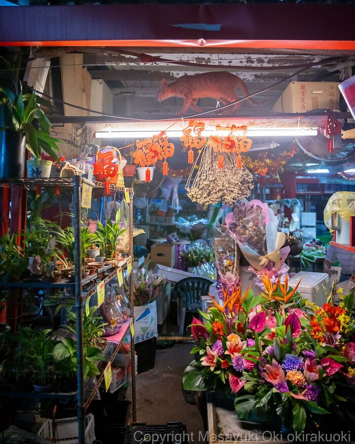 Photographer Records Cats On The Streets Proving That Felines Really Are The Kings Of The World (New Pics)