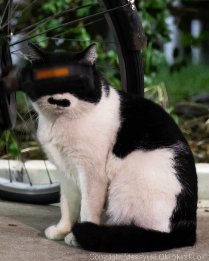 Photographer Records Cats On The Streets Proving That Felines Really Are The Kings Of The World (New Pics)