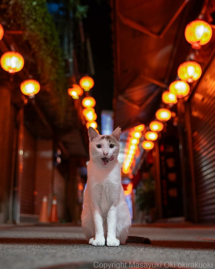 Photographer Records Cats On The Streets Proving That Felines Really Are The Kings Of The World (New Pics)
