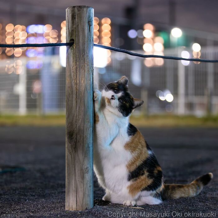 Photographer Records Cats On The Streets Proving That Felines Really Are The Kings Of The World (New Pics)