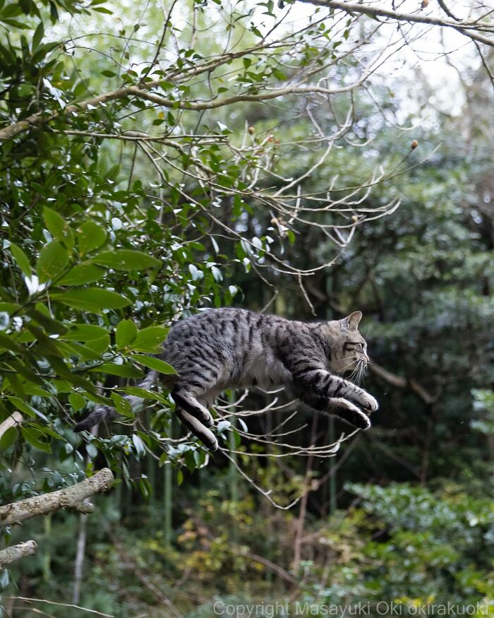 Photographer Records Cats On The Streets Proving That Felines Really Are The Kings Of The World (New Pics)