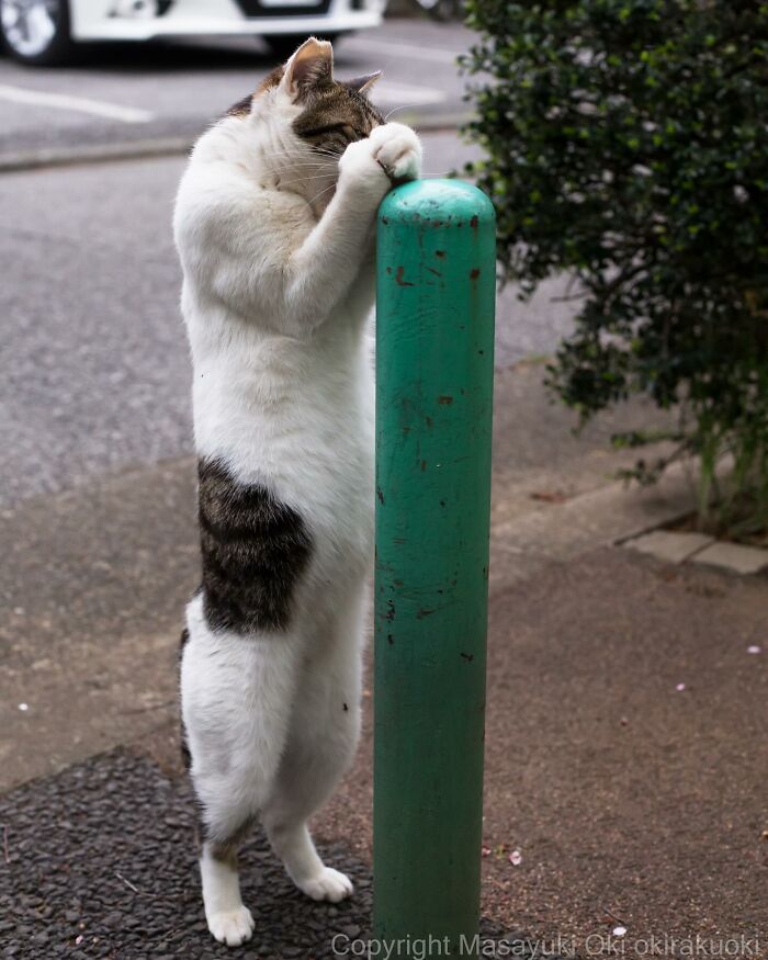 Photographer Records Cats On The Streets Proving That Felines Really Are The Kings Of The World (New Pics)