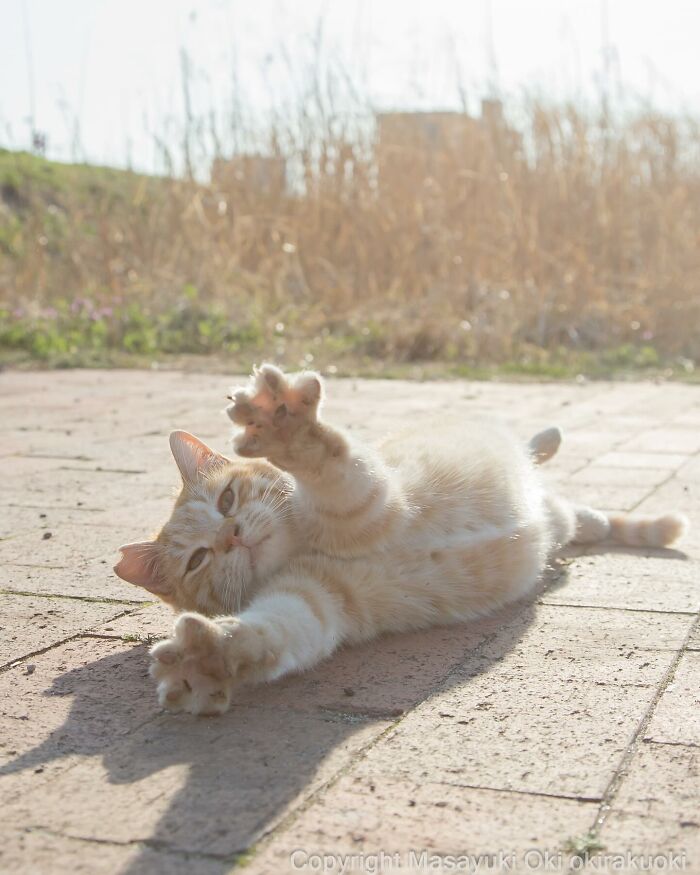 Photographer Records Cats On The Streets Proving That Felines Really Are The Kings Of The World (New Pics)