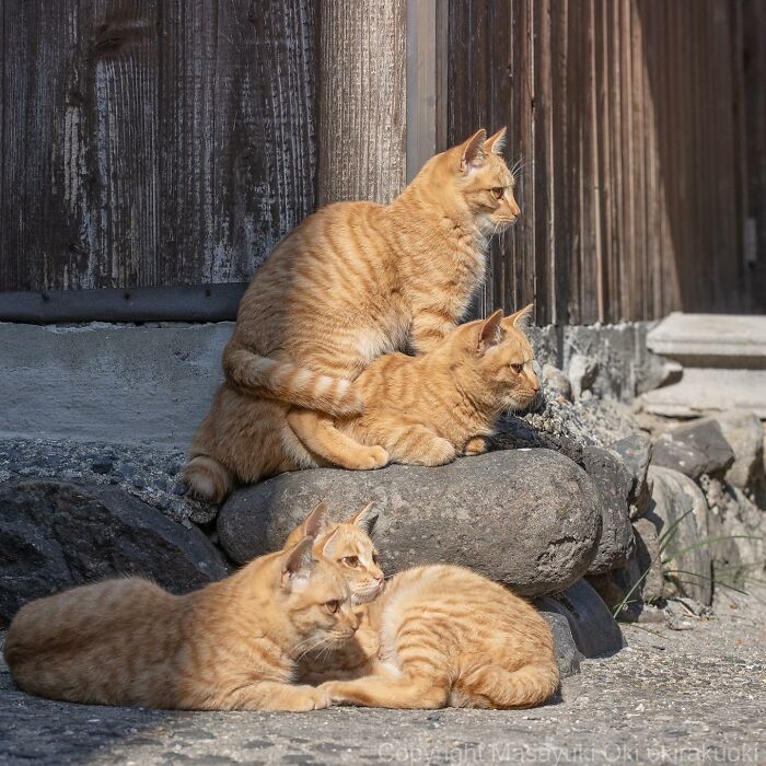 Photographer Records Cats On The Streets Proving That Felines Really Are The Kings Of The World (New Pics)